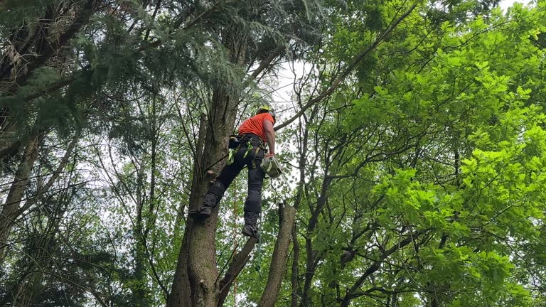 How Our Tree Care Process Works  in  East Brooklyn, CT